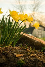 yellow daffodils with a green house in the background