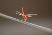 dragonfly on a rope