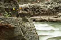 flowing water and yellow flower 