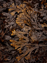 Horned Wrack Seaweed Pattern