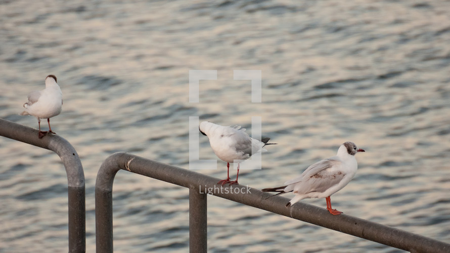 seagulls on a metal railing 