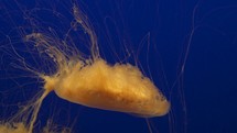 The Lion's Mane Jellyfish with a Very Toxic Sting Deep Blue Water Background