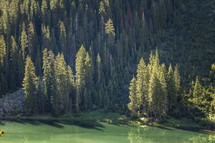 trees along a mountainside and a lake 