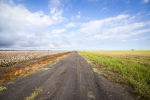 gravel road and cotton field 