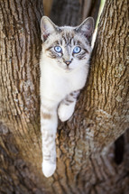 Cat in a tree.