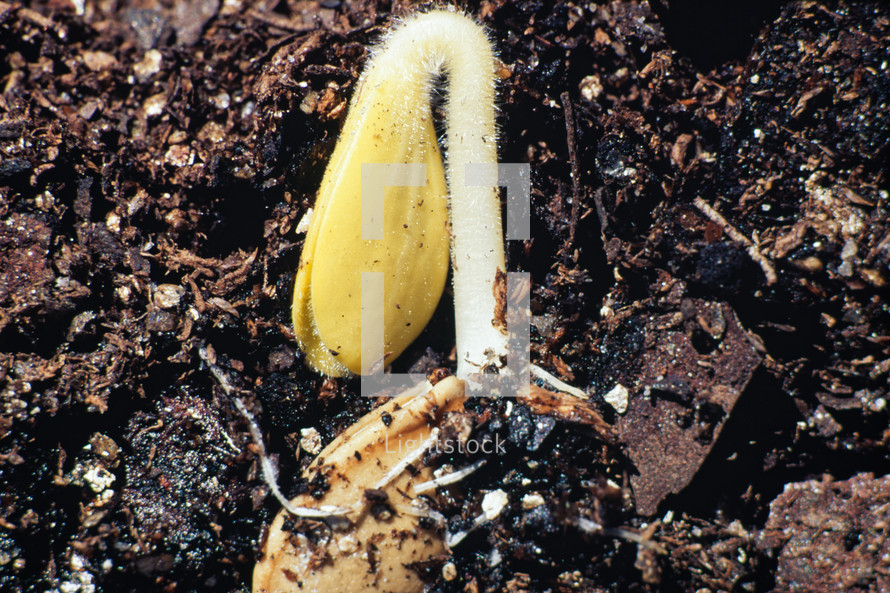 sprouting seed in soil 