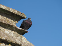 common domestic pigeon animals on a wall