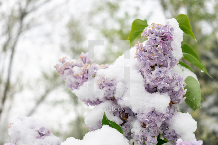 snow on purple lilacs 