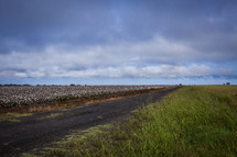 gravel road and a cotton field 