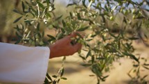 expert with lab coat touching olive tree branches 