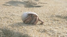 hermit crab crawling on a beach 