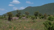 A herd of zebra sheltering under a tree in the savannah in kenya