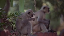 Monkeys in Kolkata, India.
