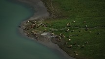 Herd of cows in a scenic valley in Switzerland, view from above