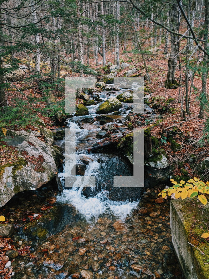 stream in an autumn forest 