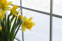 daffodils in a window 