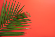 palm frond on a red background 