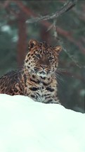 Close-up of amur leopard on snow background