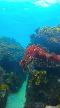 The big red cuttlefish swims beautifully