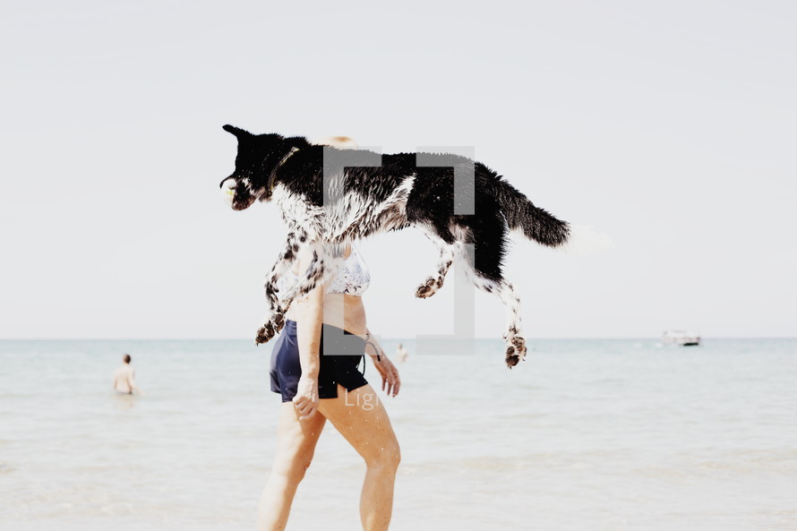 dog catching a ball on a beach 