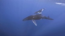 Mother humpback whale and her calf swim together