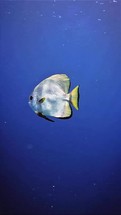 Swimming Spadefish in the blue ocean