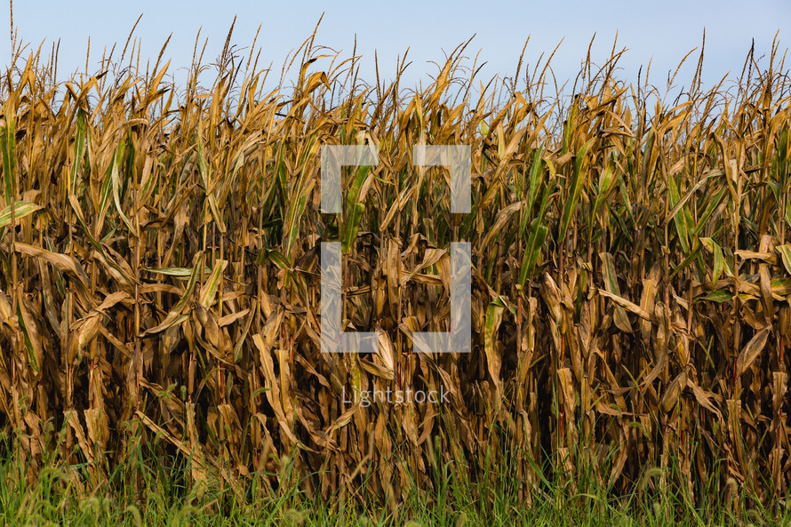 corn in a field 