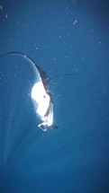 Closeup on stingray fish swim in water of giant aquarium