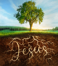 Tree with roots in Jesus