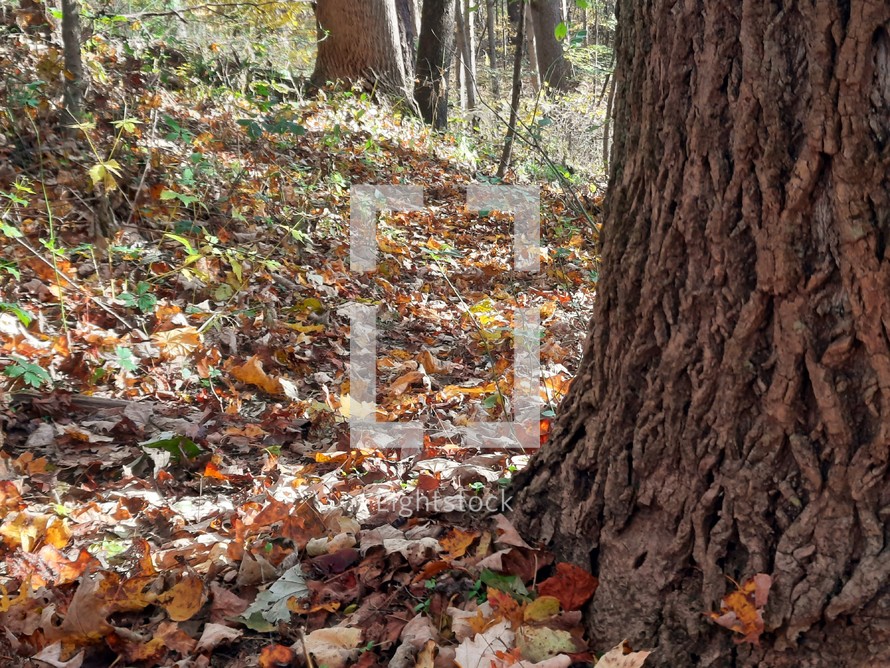 Autumn leaves on the ground around tree trunk