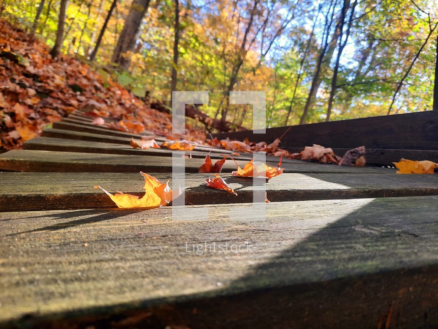 Autumn leaves on wooden slats