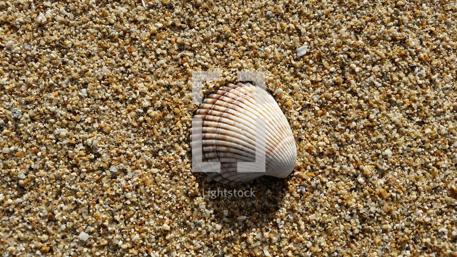 seashell in sand 
