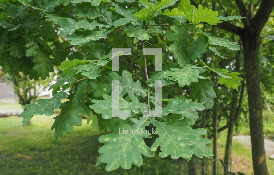 oak tree (scientific name Quercus robur) sapling