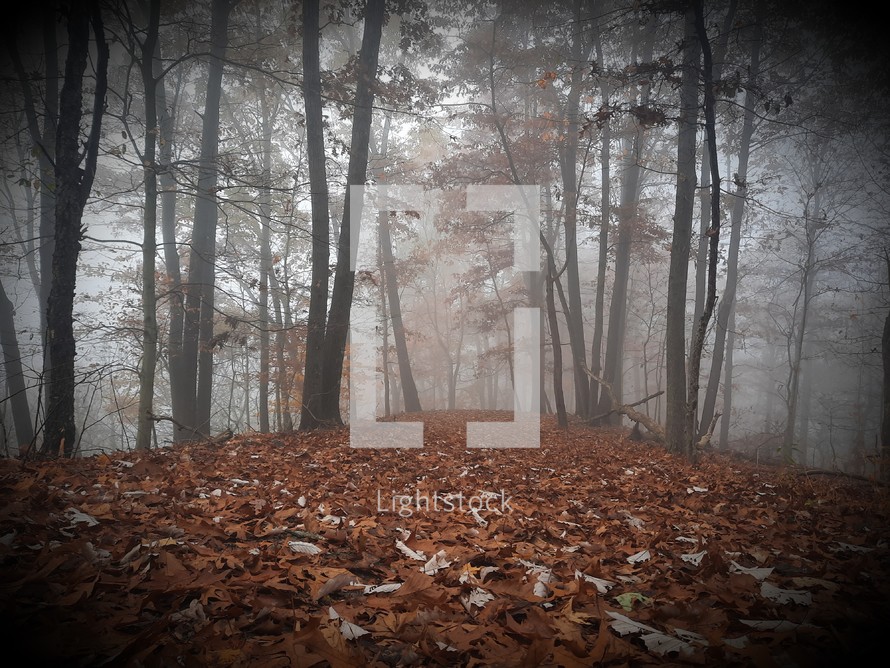Moody, misty vignette of fallen leaves and trees