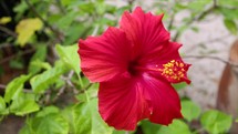 Slow motion of a bright red hibiscus flower gently blowing in the wind.