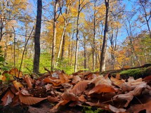 Autumn leaves on the ground around trees
