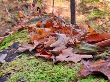 Autumn leaves on moss