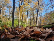 Autumn leaves on the ground around autumn trees