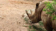 Rhino eating 