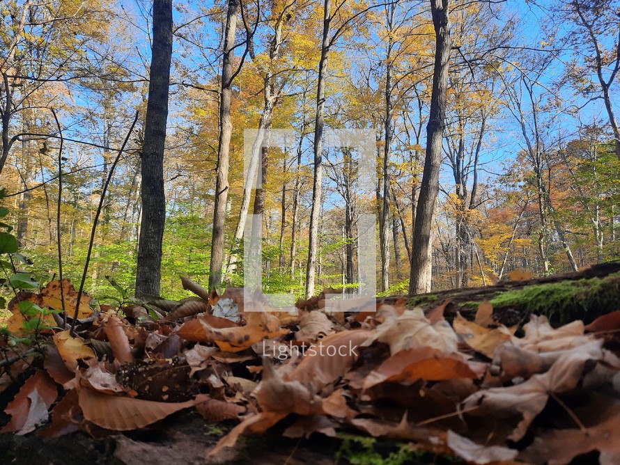 Autumn leaves on the ground around autumn trees