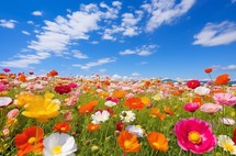 Vibrant field of colorful flowers under a clear blue sky with fluffy white clouds, showcasing nature's summer beauty
