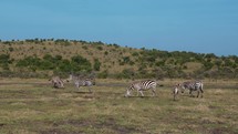  A herd of zebra and impala together in the grass of the savannah