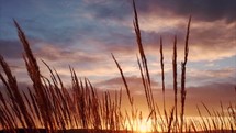 waving sea oats on a shore at sunset 