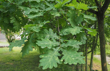 oak tree (scientific name Quercus robur) sapling