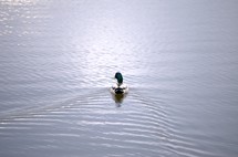 Mallard duck swimming in a pond.