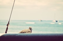 dove resting on a boat
