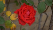 Close up of a live red rose on the bush