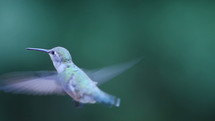 Close up of a hummingbird feeding