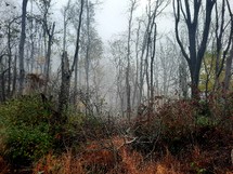 Plants growing around bare trees in the mist