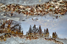 reflection of trees in a forest in a puddle